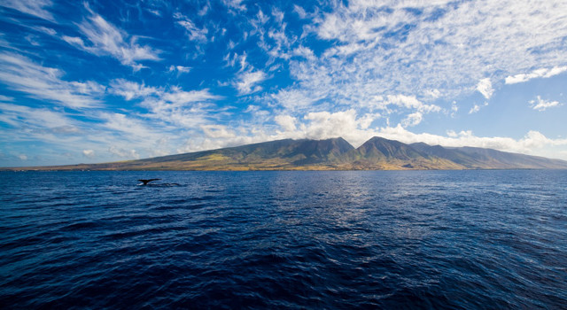 Whale off shore - Lahaina, Maui
