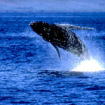 enews-golf-hawaii-whale-breach