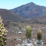 Haleakala Crater with Silversword Plants