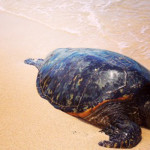 Green Sea Turtle (honu) on Maui