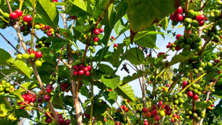 Greenwell Farms kona coffee